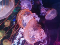 -上海海昌海洋公园