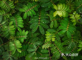 最近深圳阴雨绵绵，好久没见过太阳了，这种天气虽然拍不