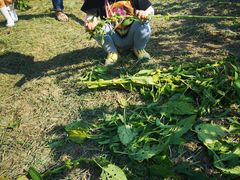 -九善农植有机生活农场