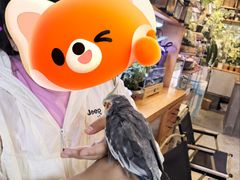 -吉丁鸟咖·异宠·寄养