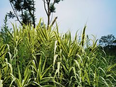 -张坝桂圆林公园