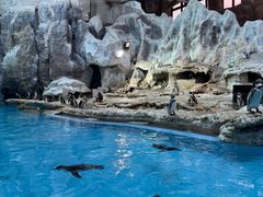 -帝企鹅自助餐厅•儿童岛•真企鹅(长隆企鹅酒店)