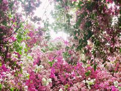 -深圳国际园林花卉博览园