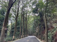 -缙云山景区