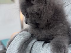 -四月宠物医院·猫专科·心脏专科·内科(转塘店)