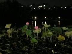 -新江湾城公园