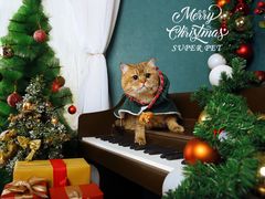 -超宠爱宠物摄影-Super pet