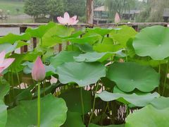景观位-龙吟九品(青龙山庄店)
