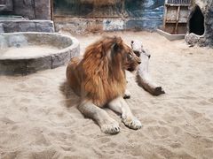 -清迈夜间动物园