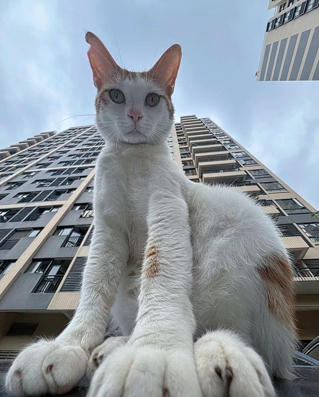 外星物种,巨型猫咪入侵啦,怎么办怎么办才好啊