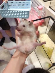 -Moni星球萌宠·小马宝莉·灵蛇·高端高阶全萌宠互动体验俱乐部(红豆国际广场店)