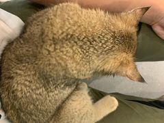 -飞行喵MR PILOT|猫舍·猫咖(静安大融城店)
