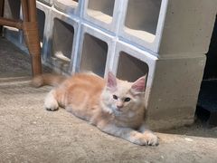 -自由生长植物工作室(深港花卉中心店)