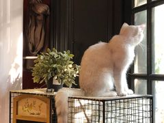 -猫色咖啡·猫咖