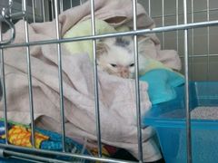 -康乐宝动物医院