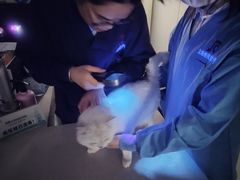 -顺强宠物诊所·狂犬免疫·夜诊·骨科(嘉定店)