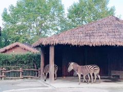 -上海野生动物园