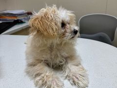 -安安宠医宠物医院·异宠·犬猫内科(岳阳分院)