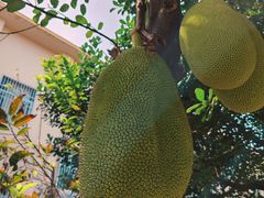 -三亚西岛海洋文化旅游区