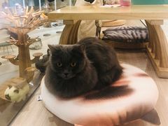 -飞行喵MR PILOT|猫舍·猫咖(静安大融城店)