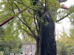 -上海佘山国家森林公园天马山园