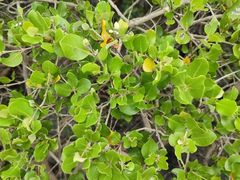 -北海金海湾红树林生态旅游区