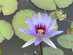 -东莞植物园