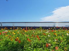 -野狸岛