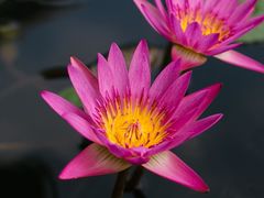 -华为授权体验店(厚街明丰)