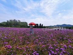 -北京东方普罗旺斯薰衣草庄园
