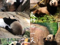 -广州长隆野生动物世界