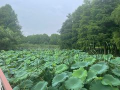 -同里国家湿地公园