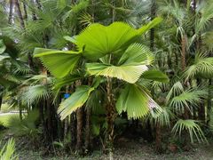 -中国科学院西双版纳热带植物园