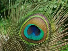 -瑞丽独树成林风景区