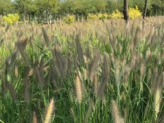 -天津东丽湖风景区
