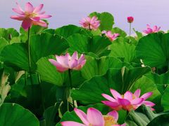 -莲花池公园