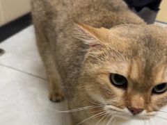 -安安宠医宠物医院·异宠·犬猫内科(岳阳分院)