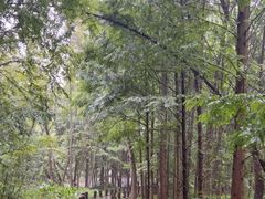 -桤木河湿地公园