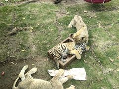 -西霞口神雕山野生动物世界