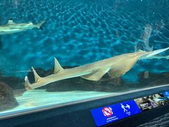 -上海海洋水族馆