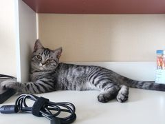 -美联众合宠物医院·爱萌分院·内外科·猫科中心