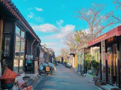 -三里屯东五街银杏大道