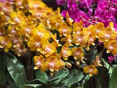 -双季花艺园艺市场(浦东店)