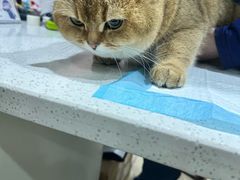 -萌兽医馆·宠物医院·猫骨科(创景店)