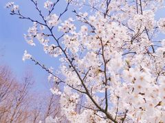 -顾村公园