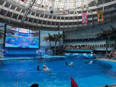 -海合安成都极地海洋公园