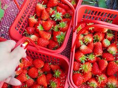 -大自然农场蔬菜草莓采摘园