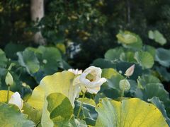 -莲花池公园