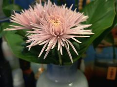 -双季花艺园艺市场(浦东店)