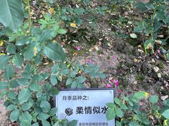 -重庆园博园